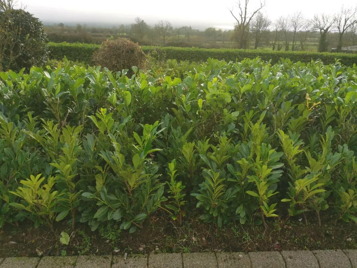 Laurel Hedging - Image 2