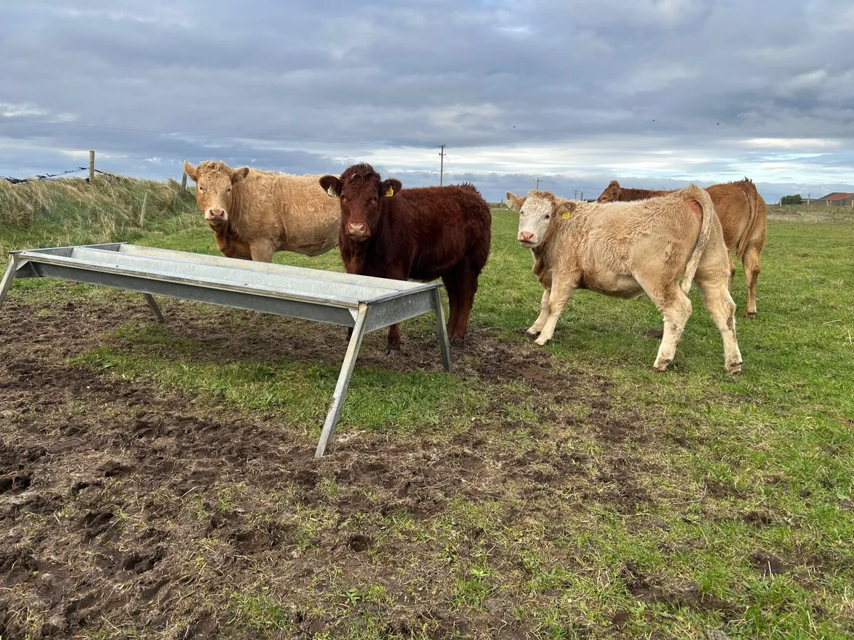 Organic Heifers - Image 2