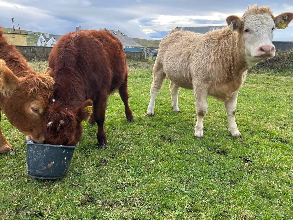 Organic Heifers - Image 3
