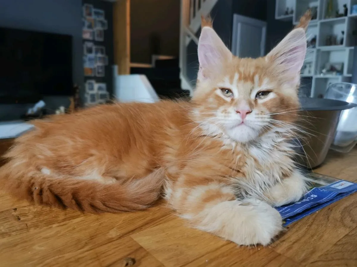 Maine coon kittens pedigree and registered - Image 3