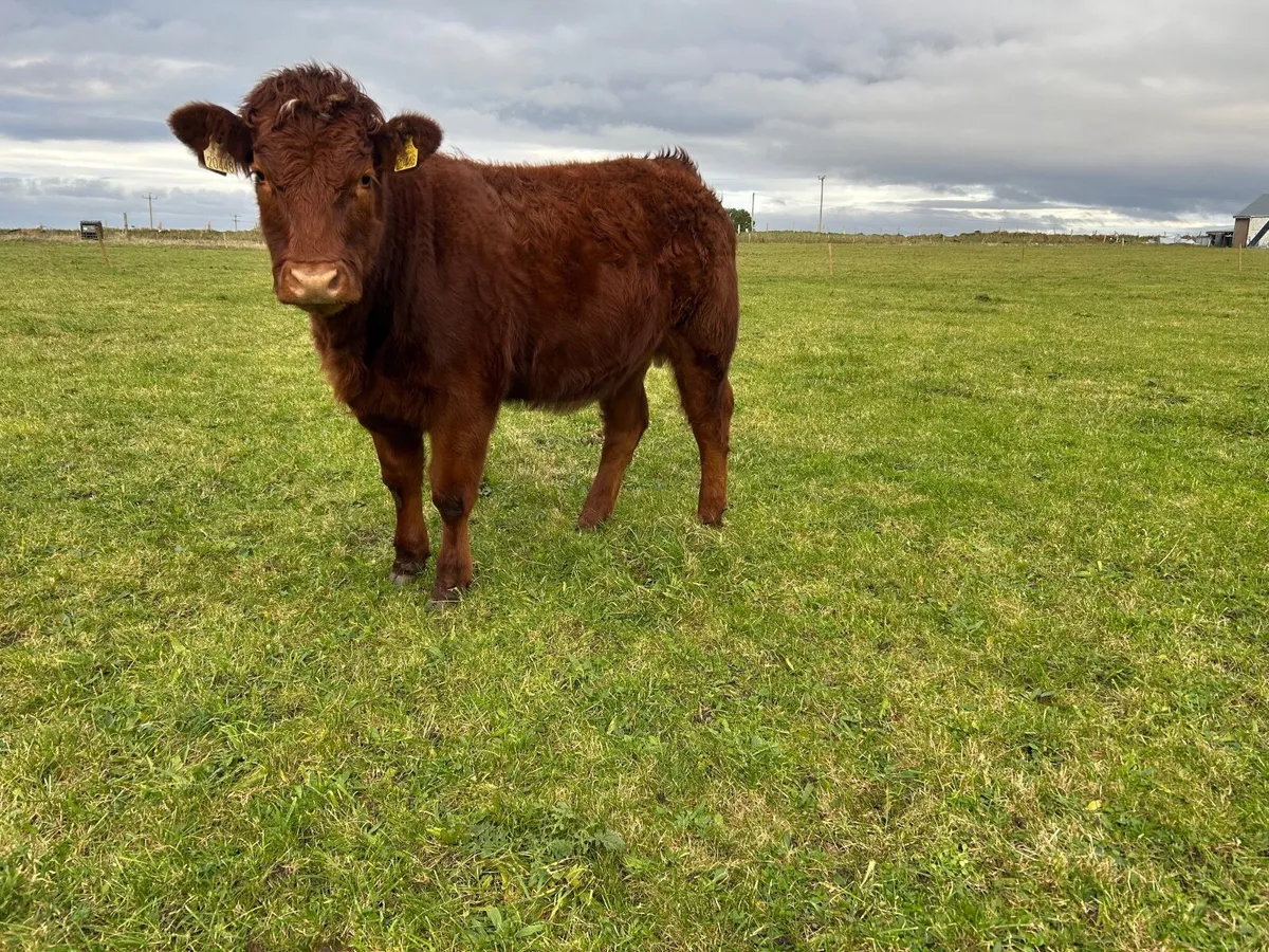 Organic Heifers - Image 4