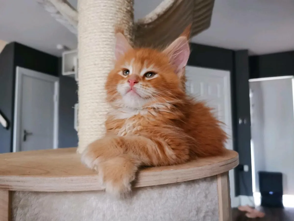 Maine coon kittens pedigree and registered - Image 1