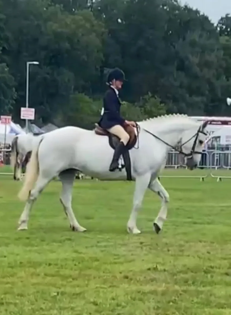 8yld Irish Draught Mare - Image 4