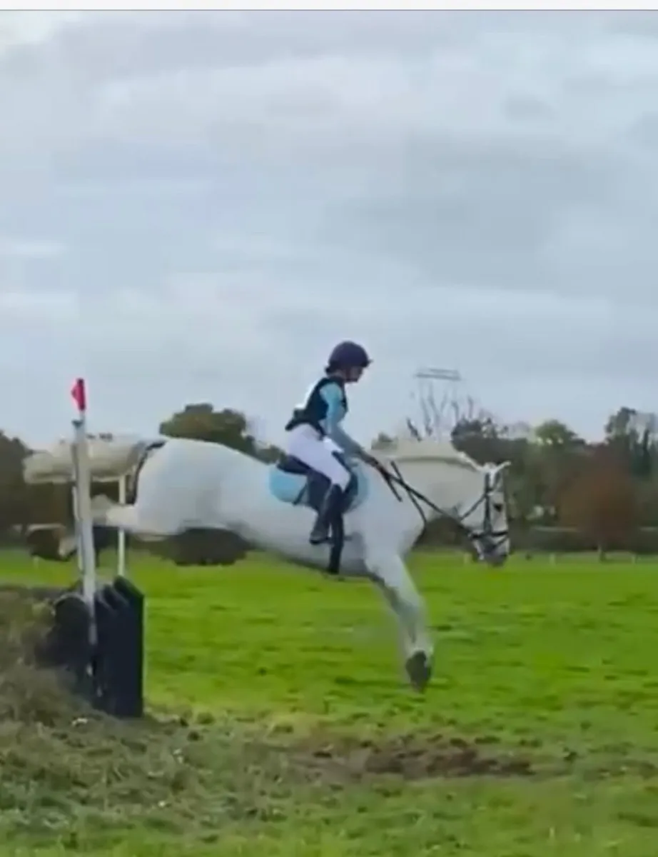 8yld Irish Draught Mare - Image 1