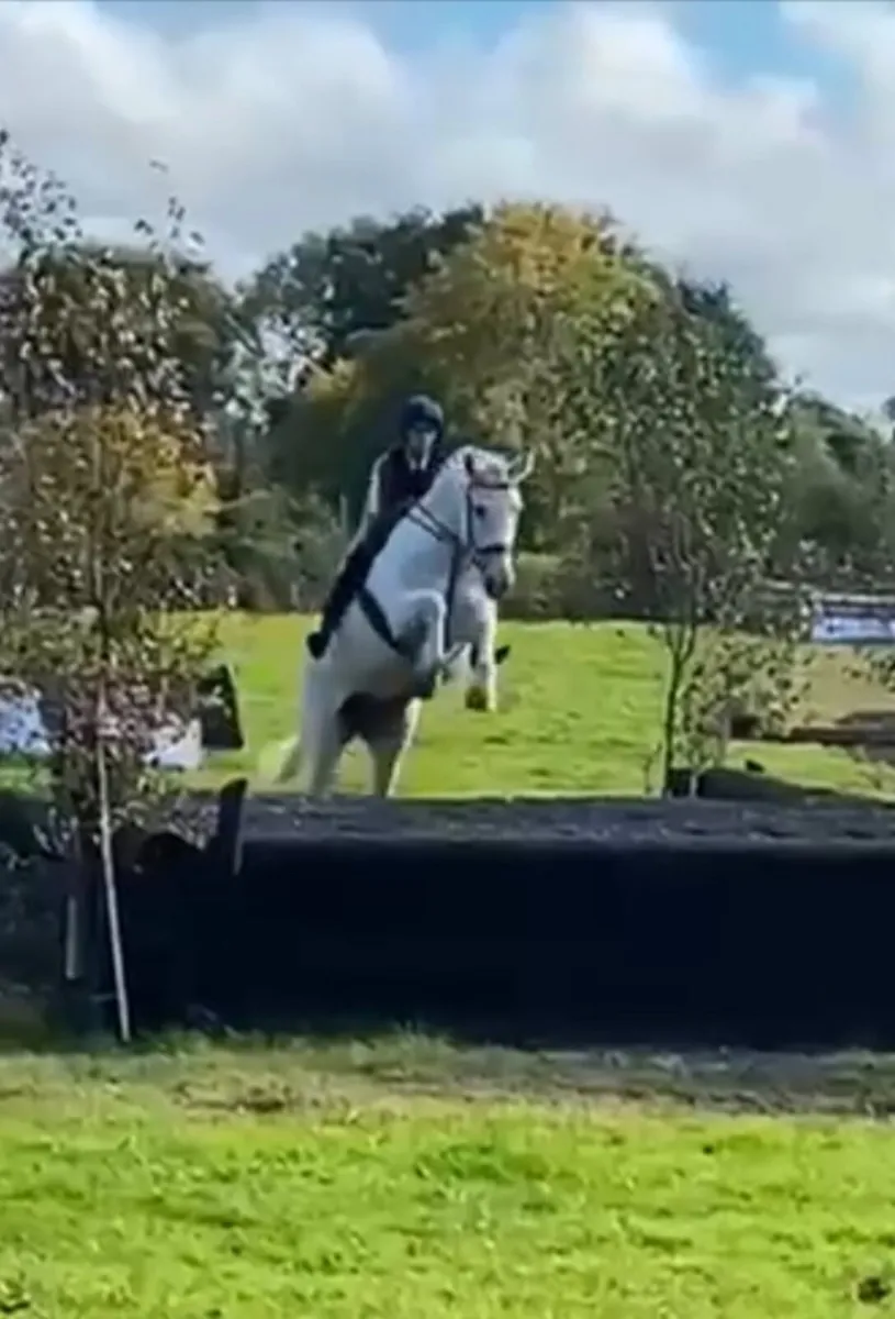 8yld Irish Draught Mare - Image 3