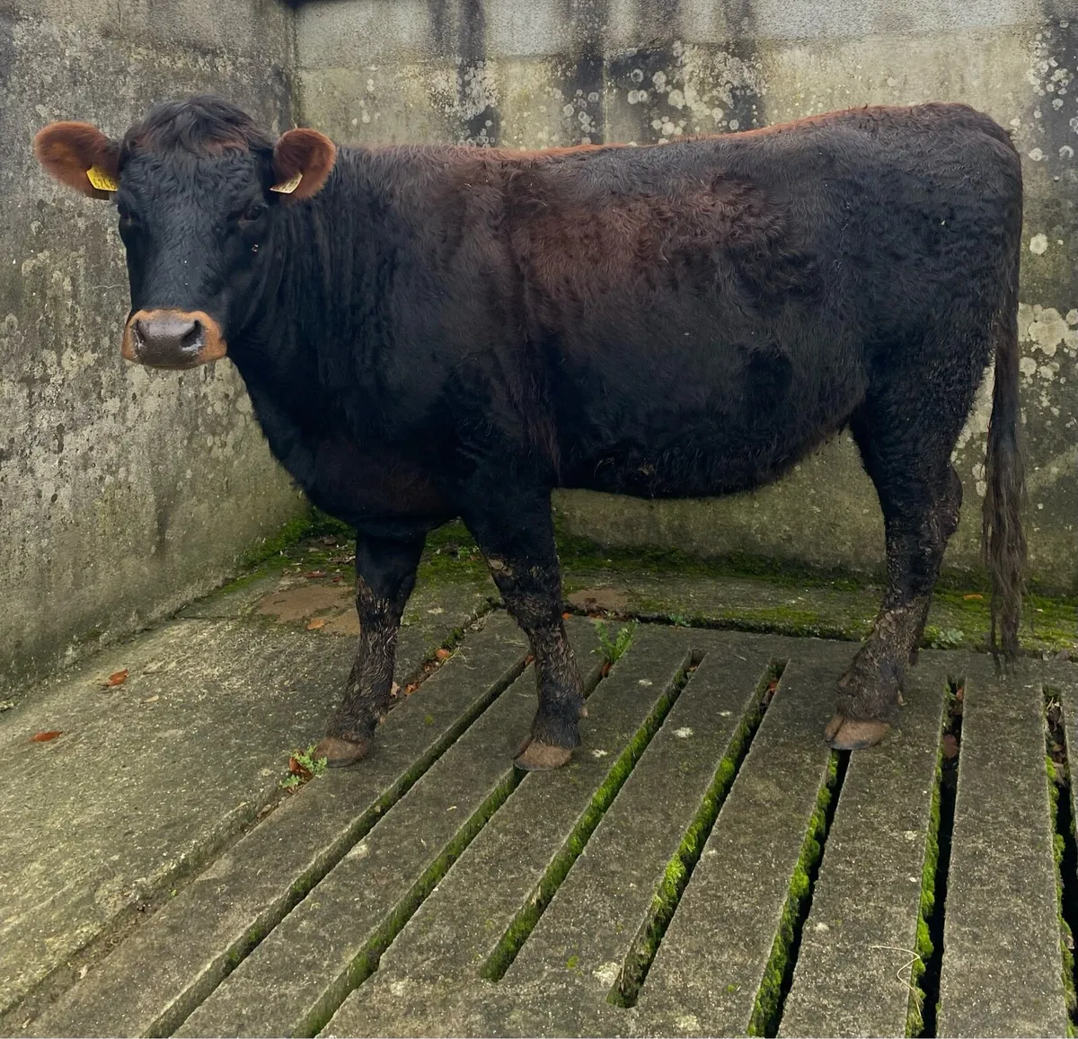 Saler First Calving Heifer - Image 1