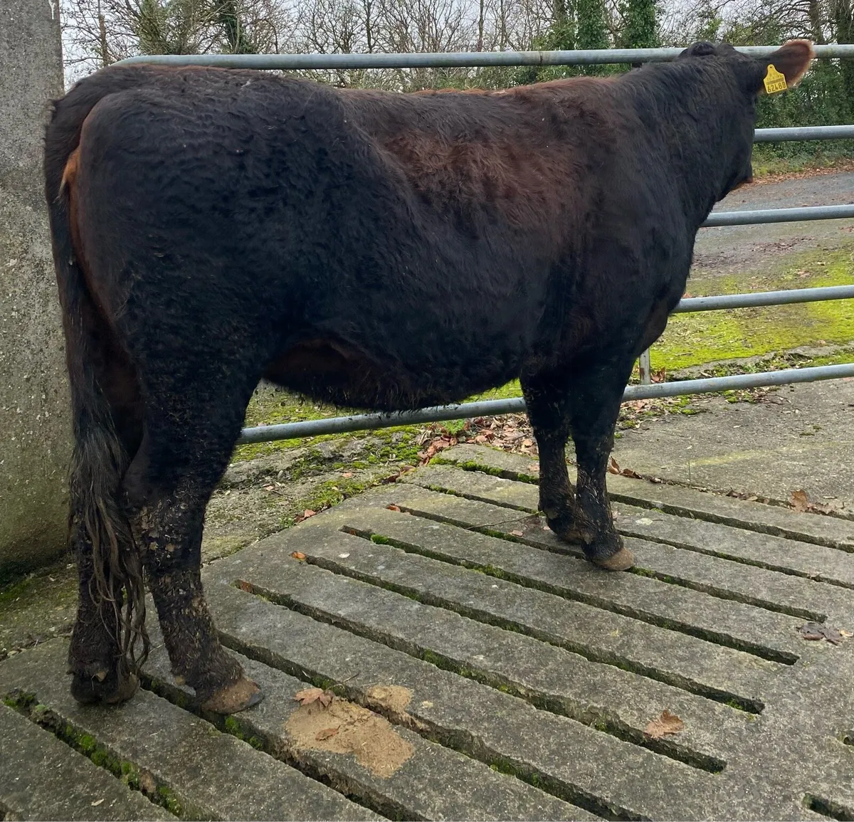 Saler First Calving Heifer - Image 2