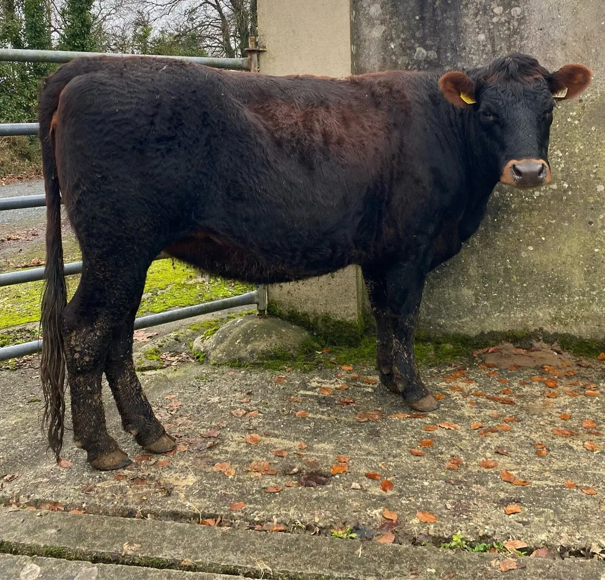 Saler First Calving Heifer - Image 3