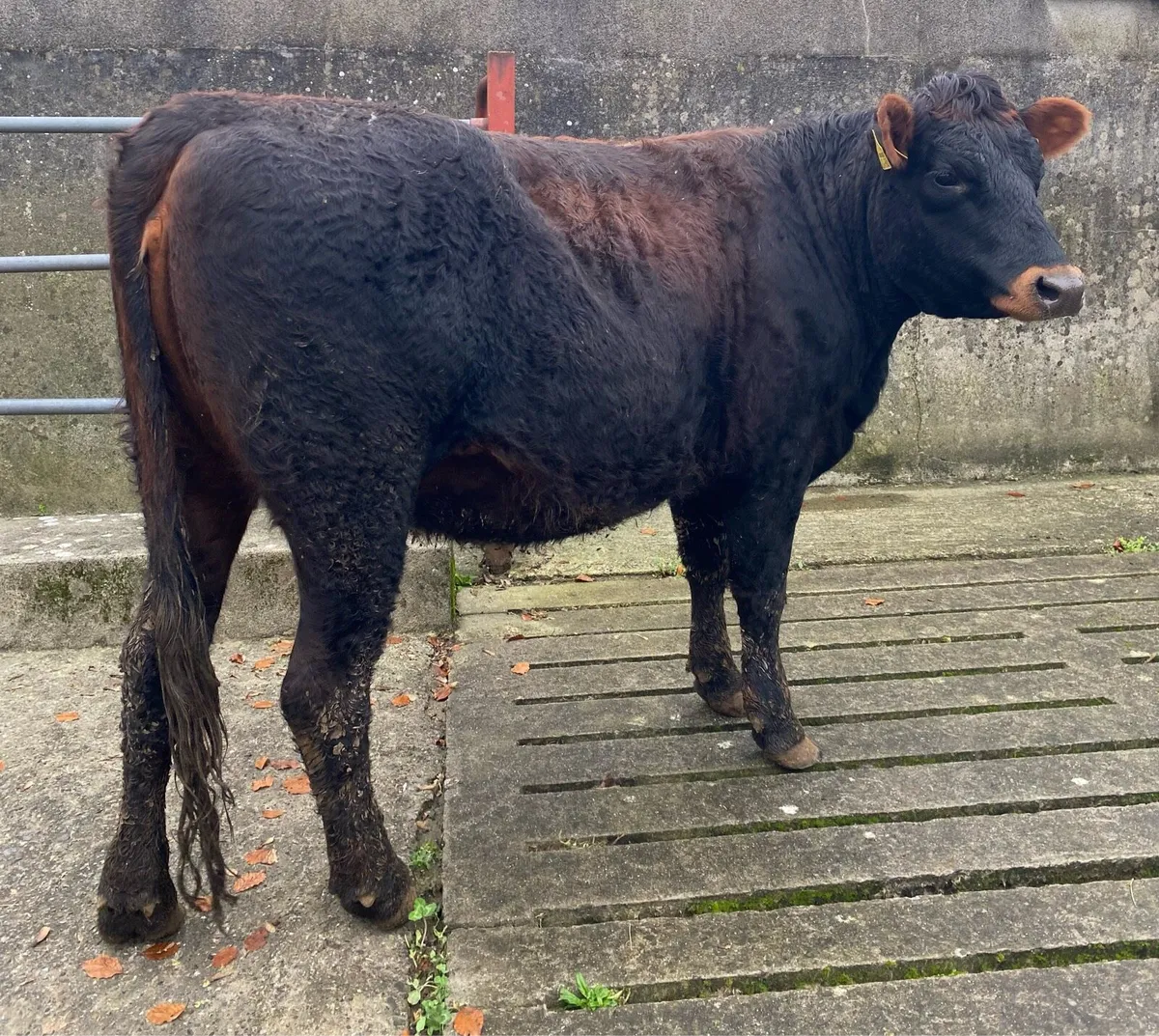 Saler First Calving Heifer - Image 4