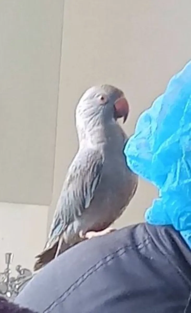 Ringneck parrots - Image 1