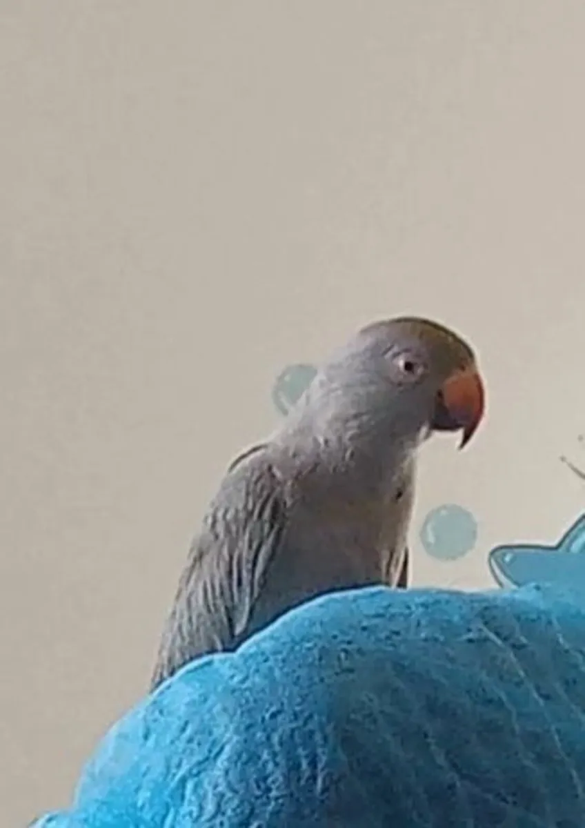 Ringneck parrots - Image 2