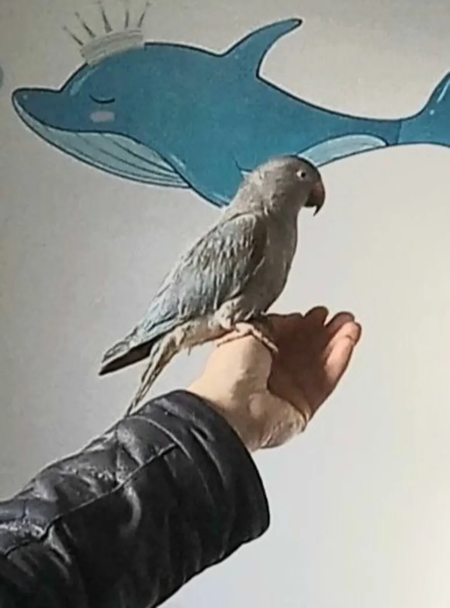 Ringneck parrots - Image 3