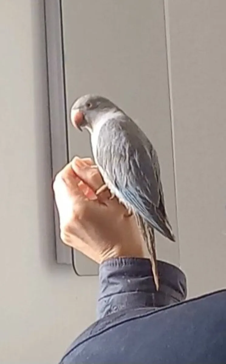 Ringneck parrots - Image 4