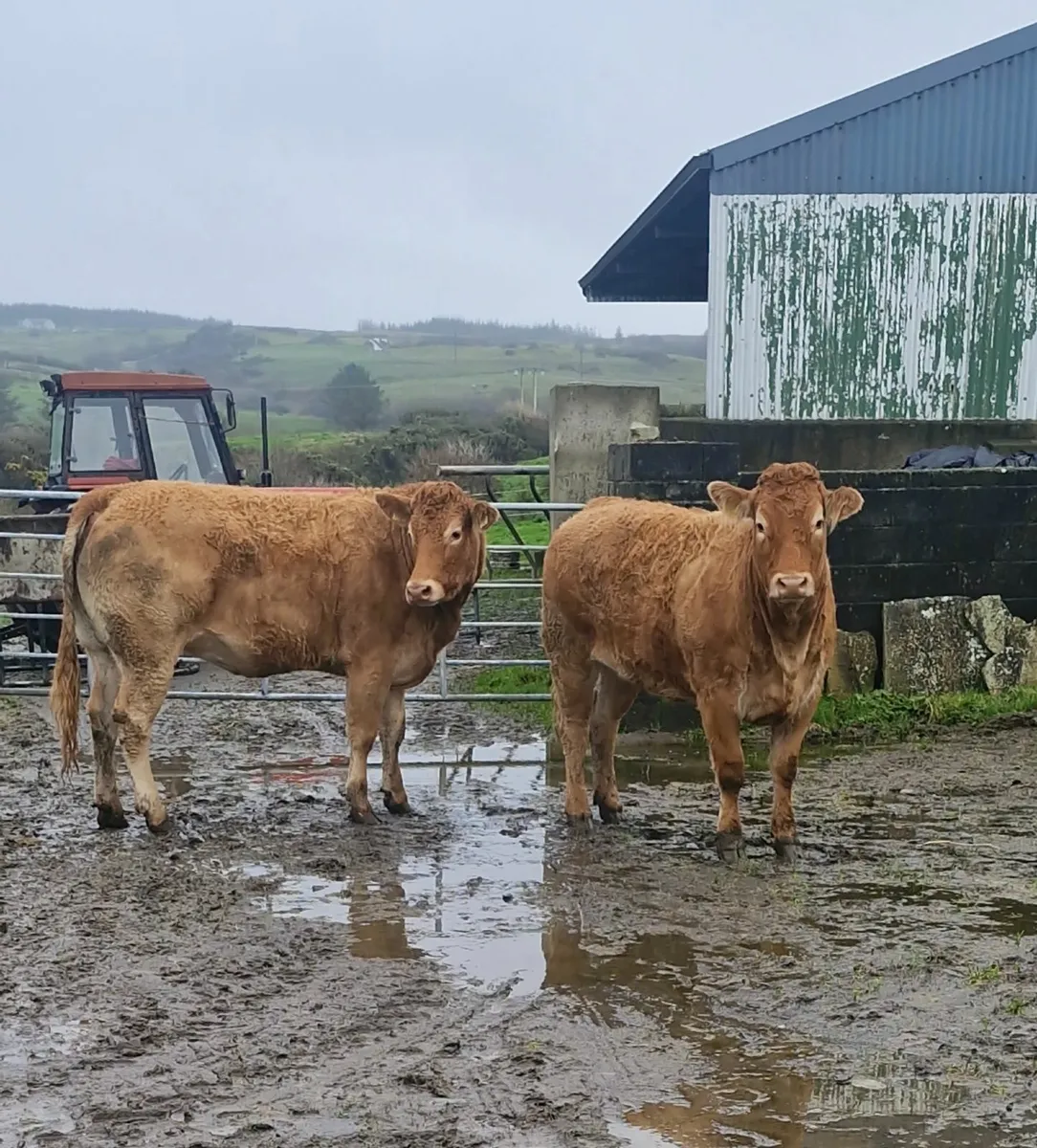4 Incalf Heifers - Image 1