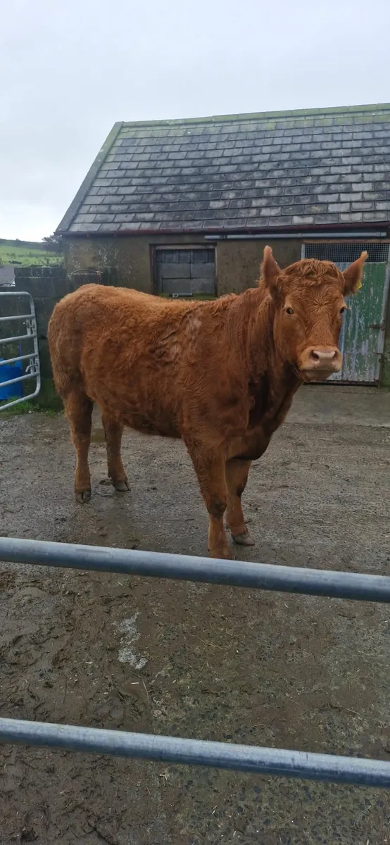 4 Incalf Heifers - Image 4