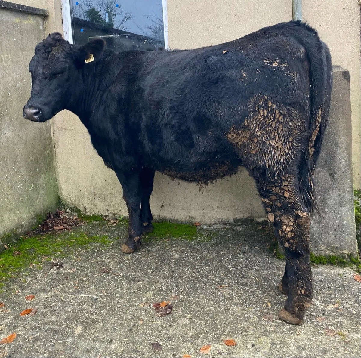 Super Angus First Calving Heifer - Image 1