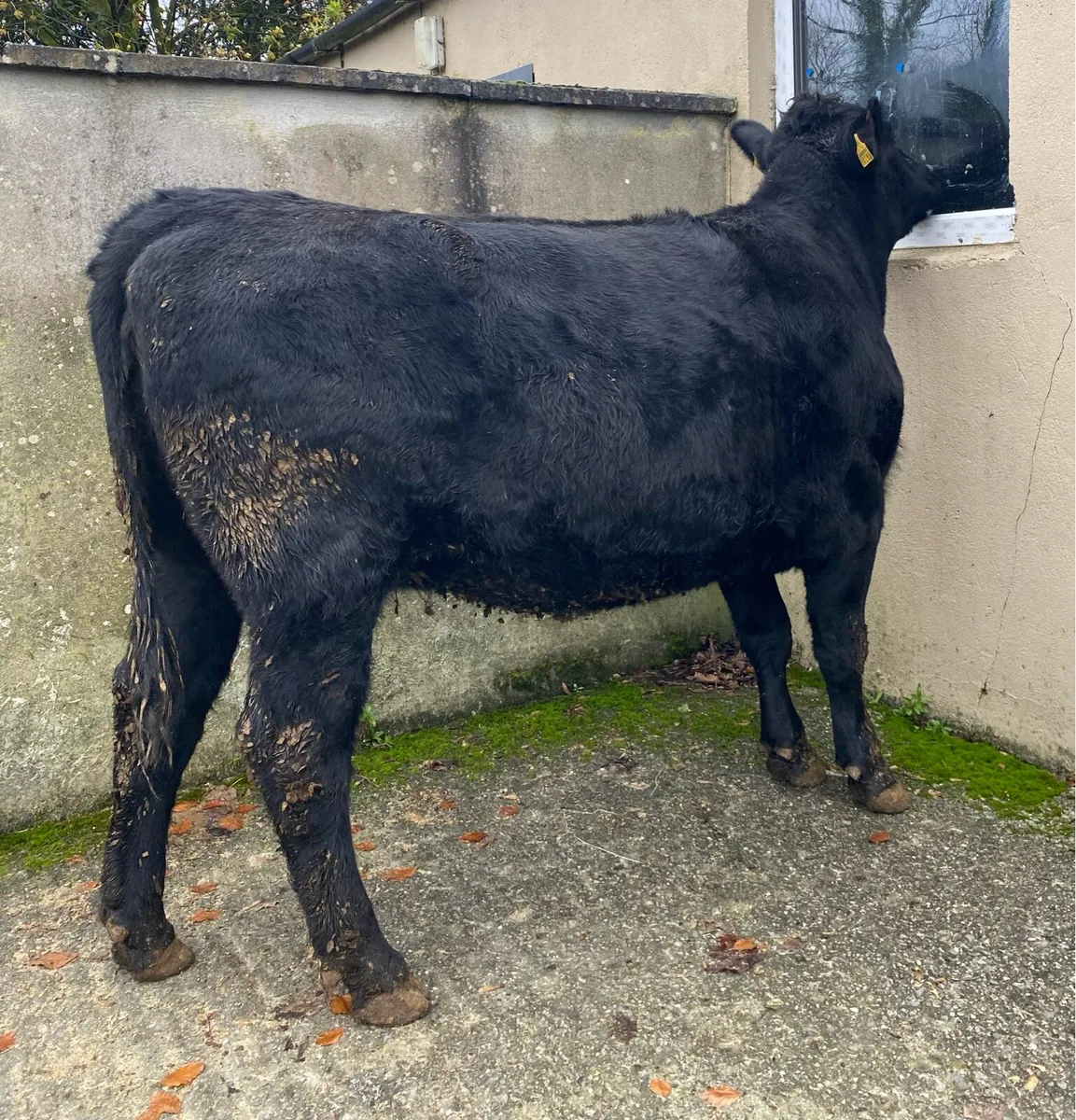 Super Angus First Calving Heifer - Image 2