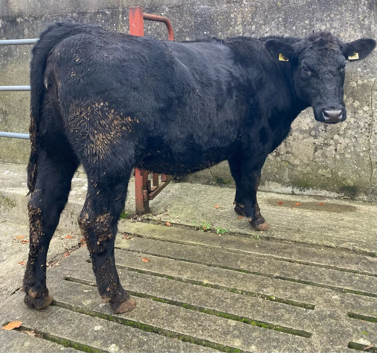 Super Angus First Calving Heifer - Image 3
