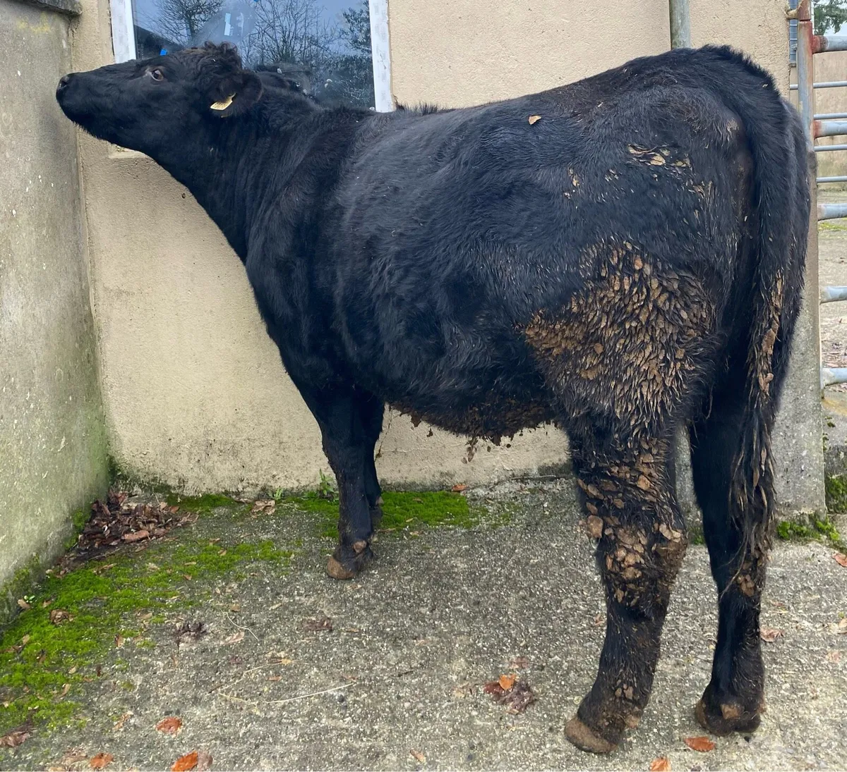 Super Angus First Calving Heifer - Image 4
