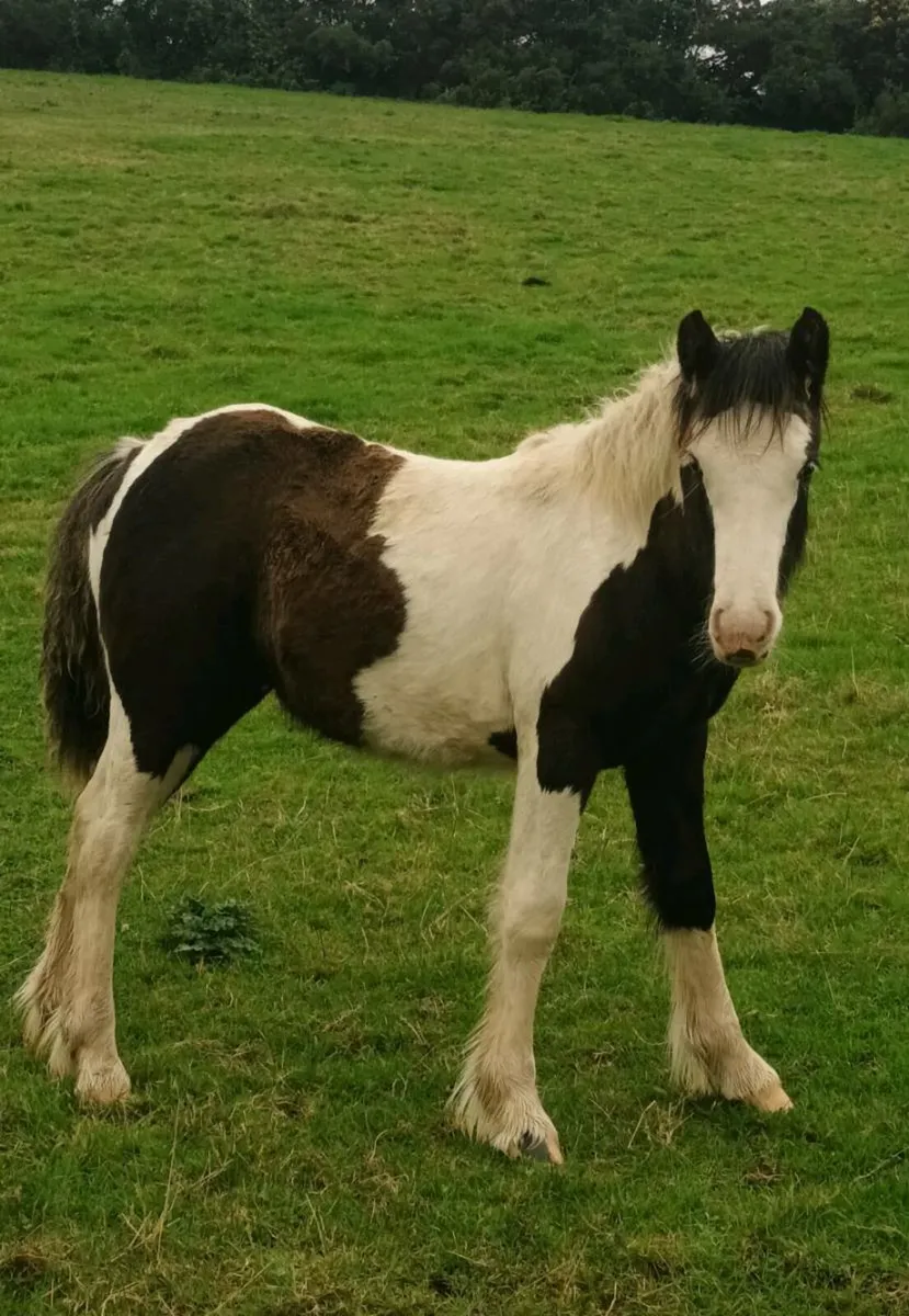 Classy colt - Image 1