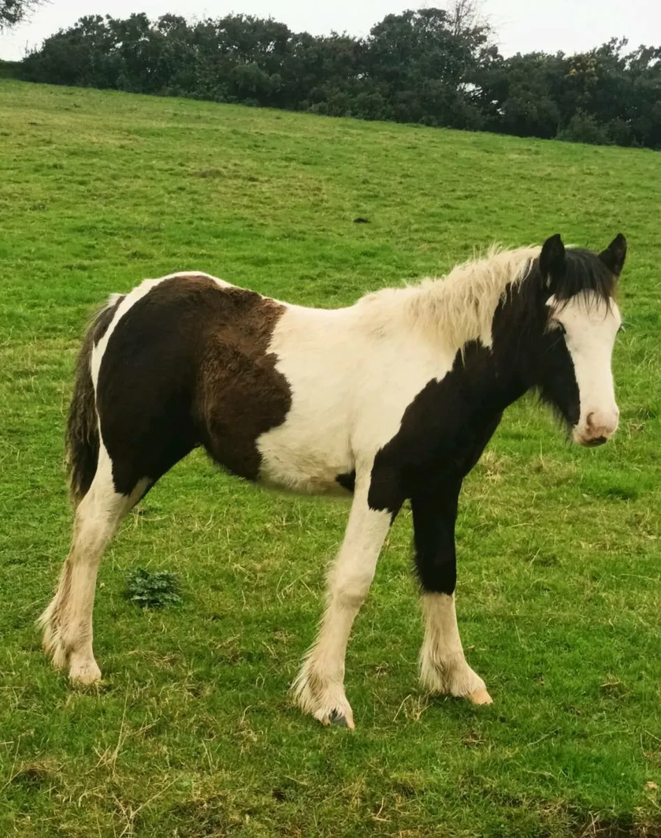 Classy colt - Image 4