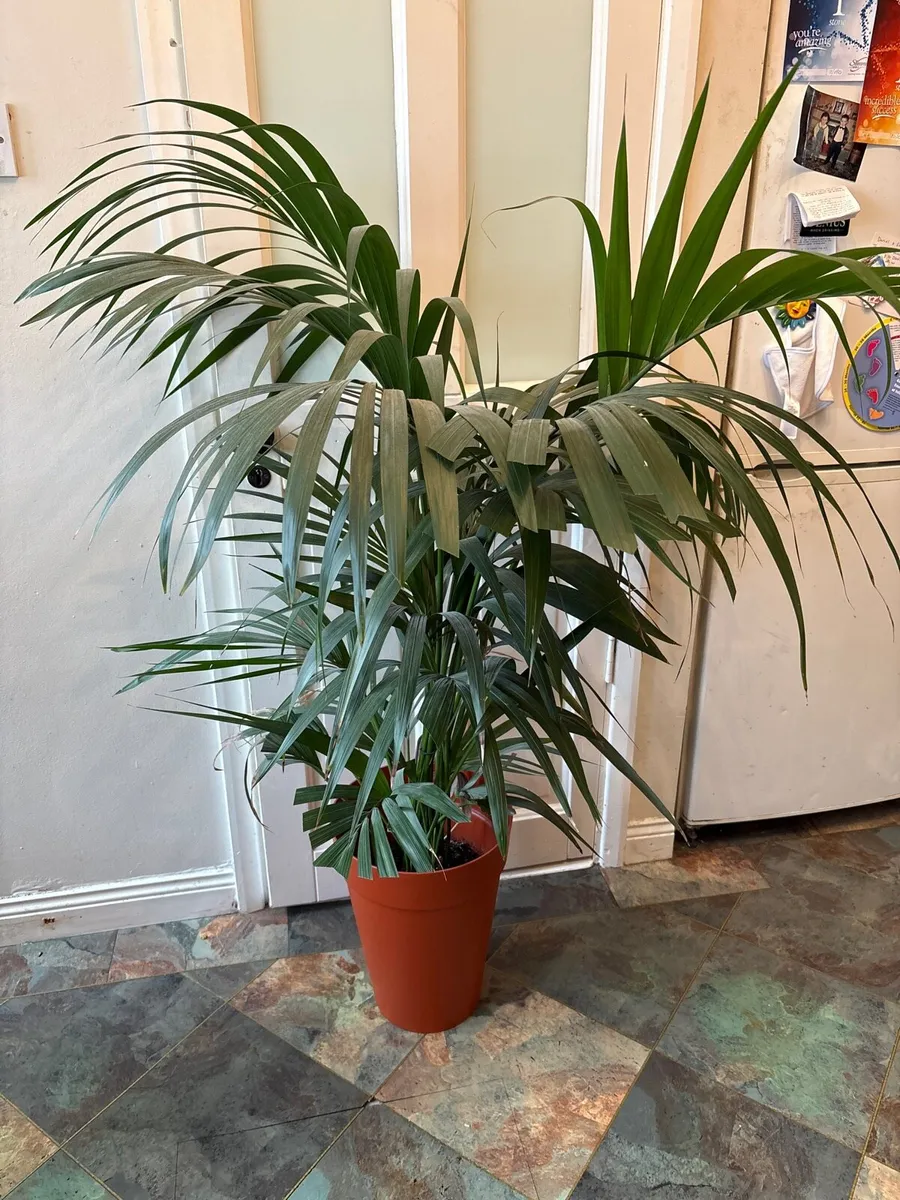 Houseplant with pot - Image 1