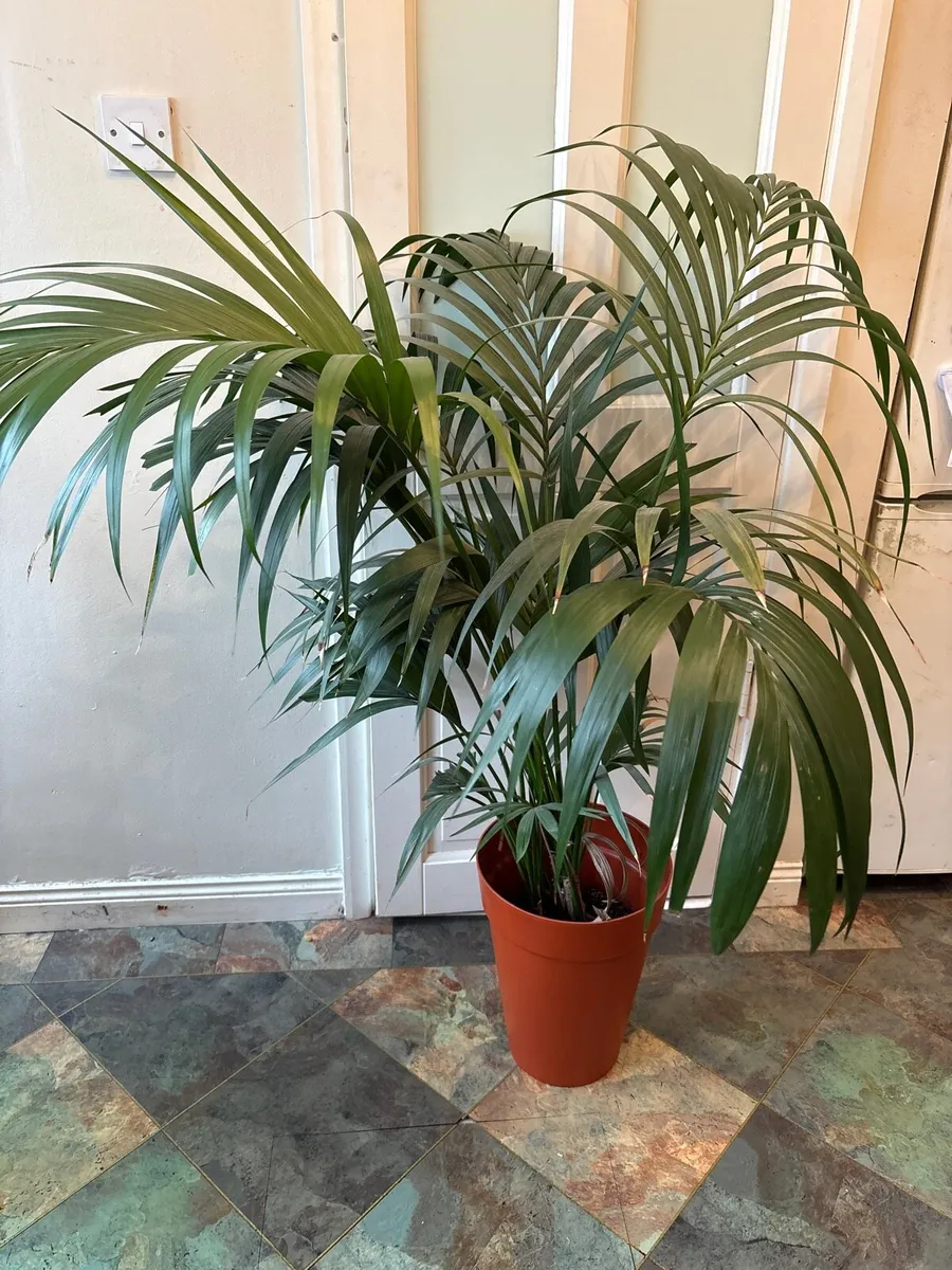 Houseplant with pot - Image 2
