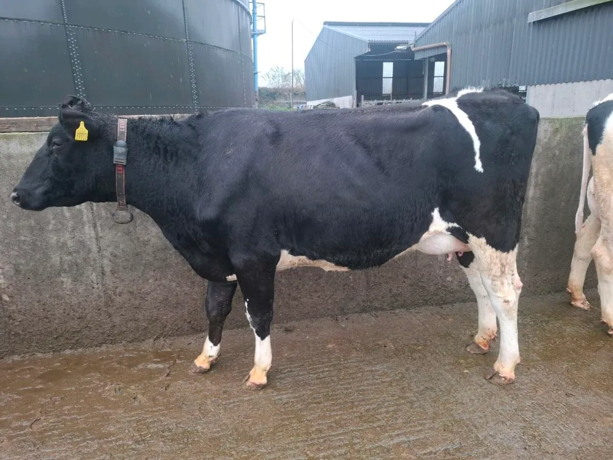 Calved Heifers - Image 1