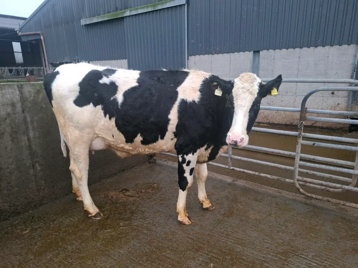 Calved Heifers - Image 2