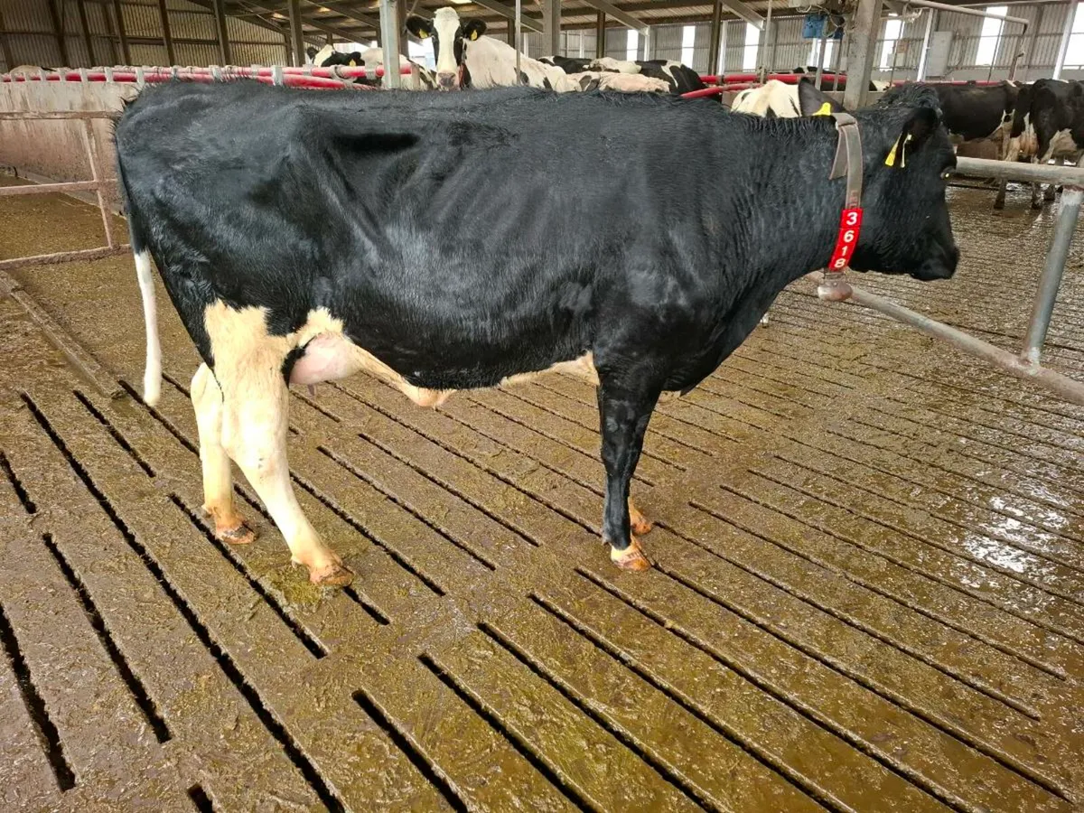 Calved Heifers - Image 3