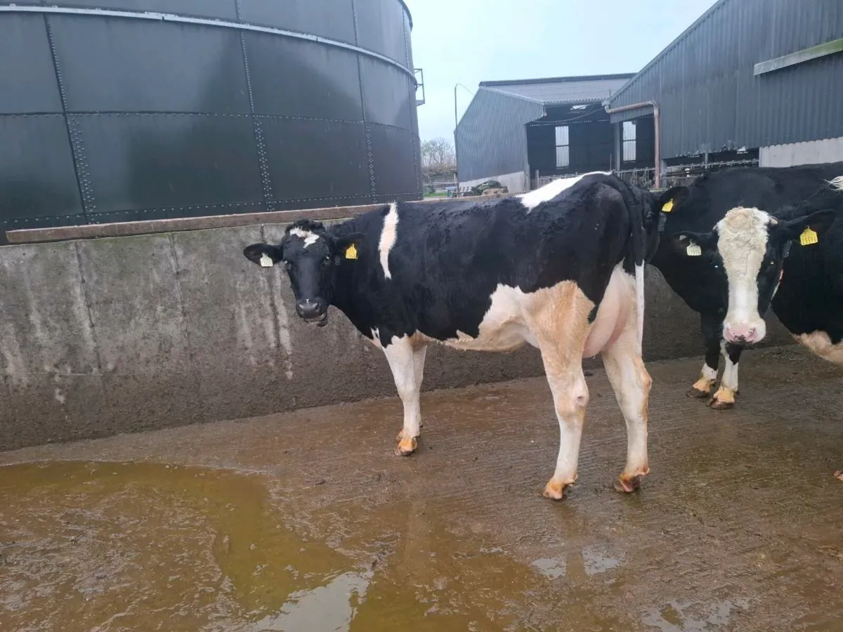 Calved Heifers - Image 4