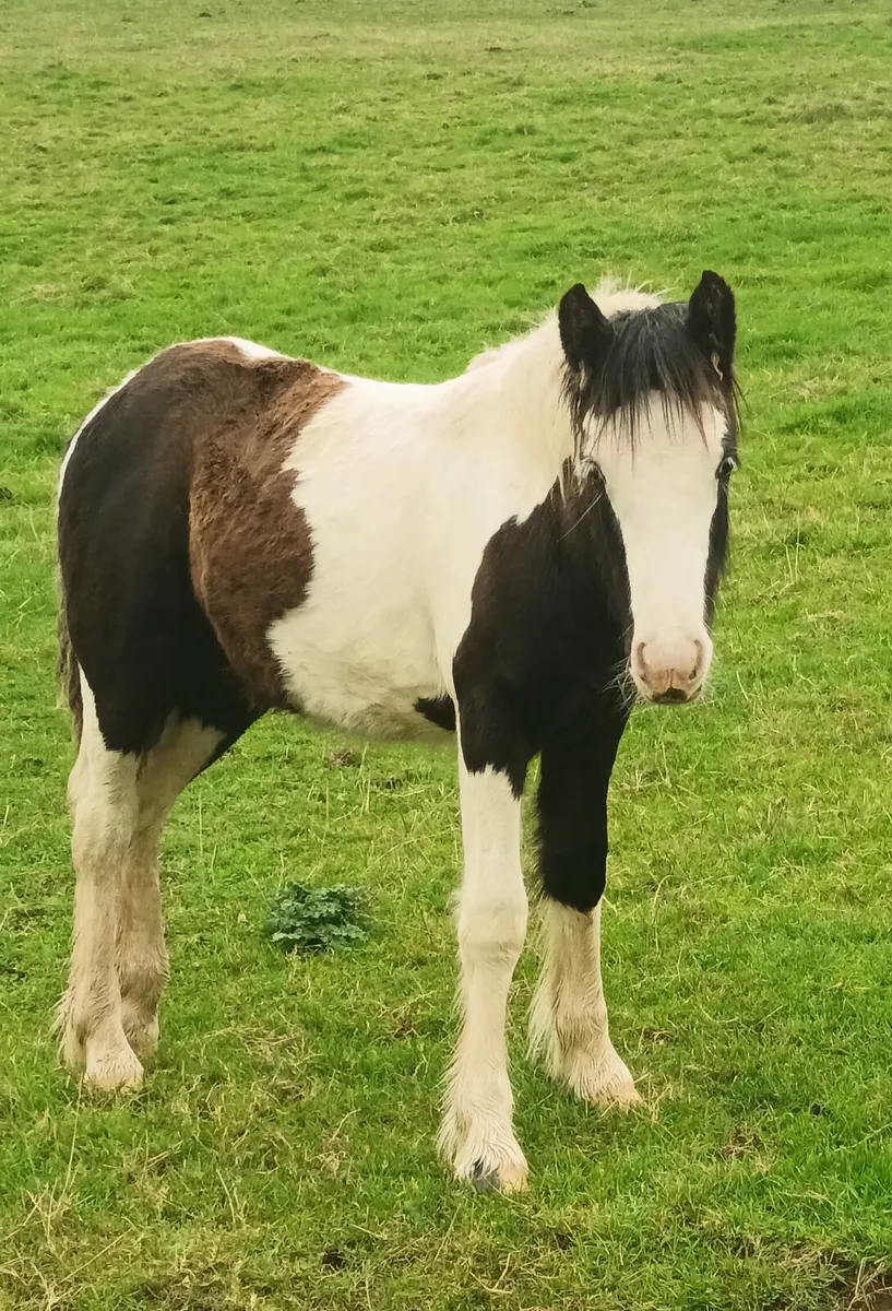 Classy colt - Image 3