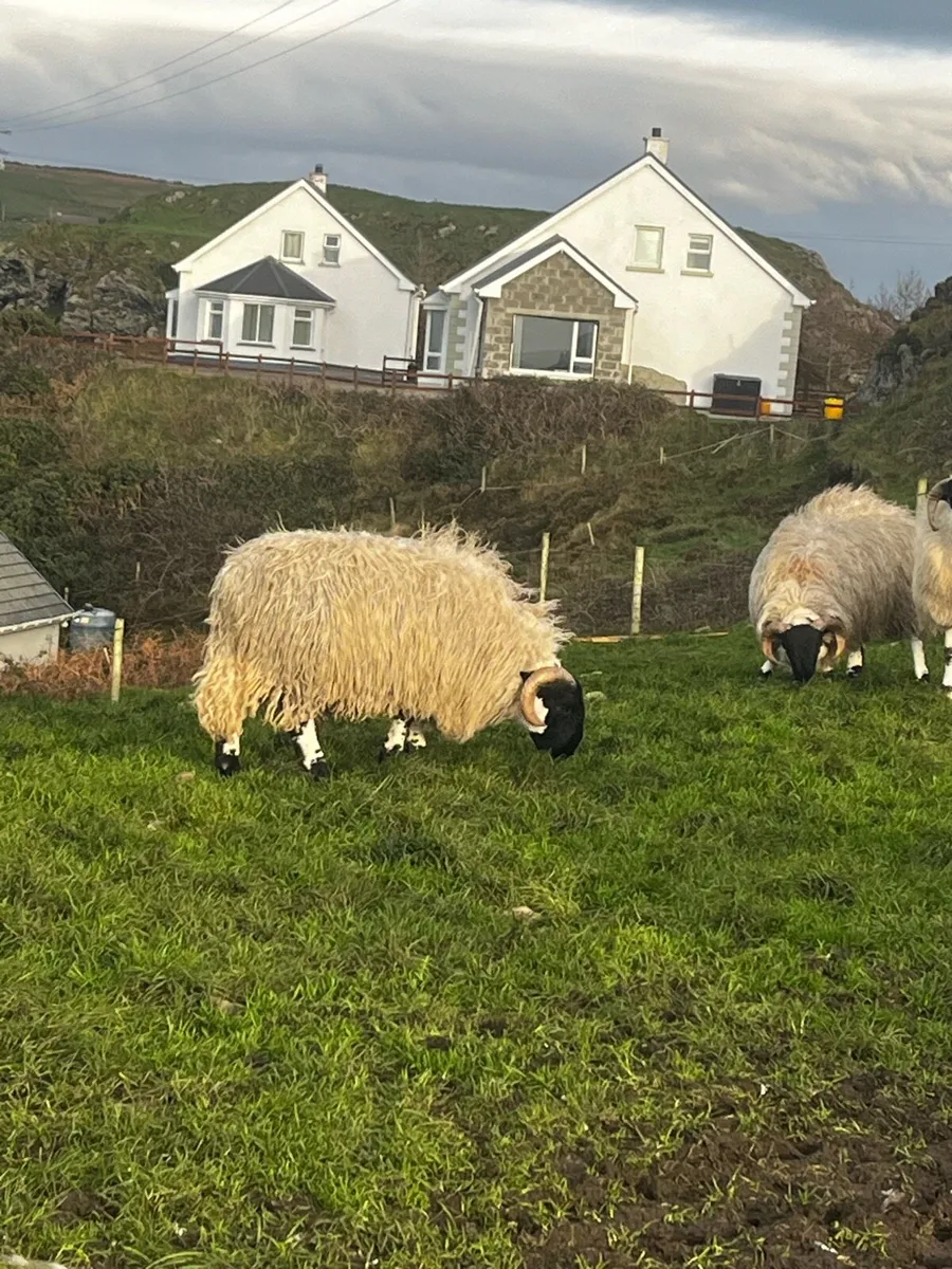 Perth SIS ram lambs - Image 1