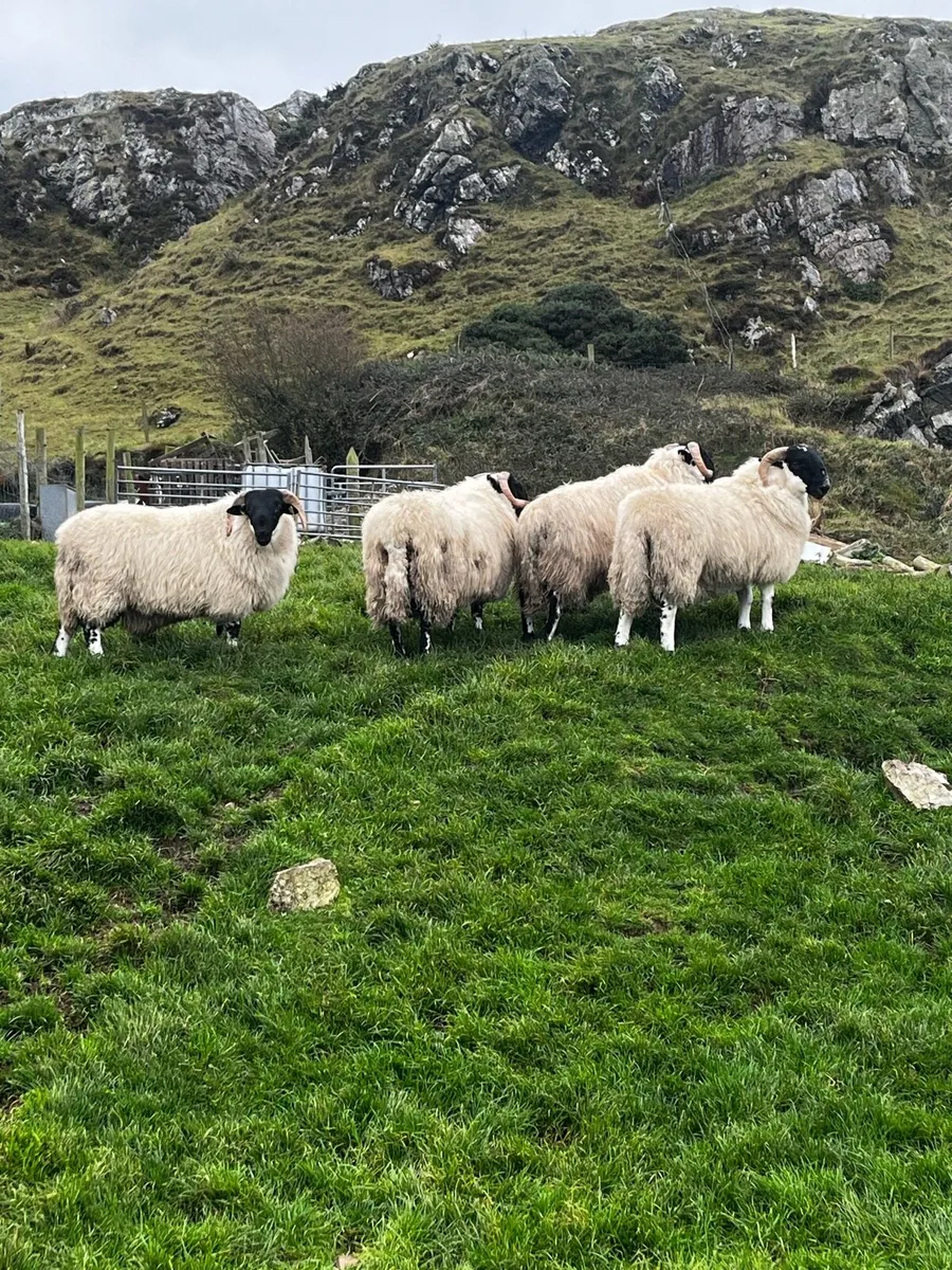 Perth SIS ram lambs - Image 3