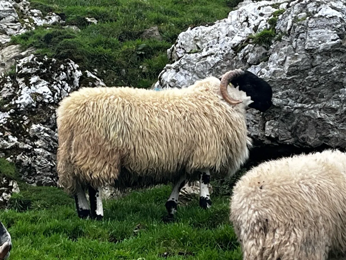 Perth SIS ram lambs - Image 4