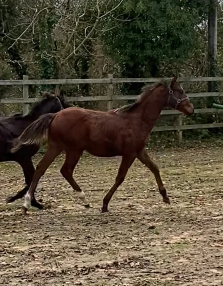 Colt Foals Sports Ponies - Image 1