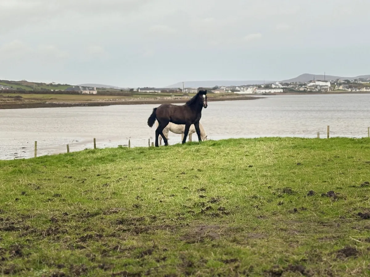 Connemara foal - Image 1