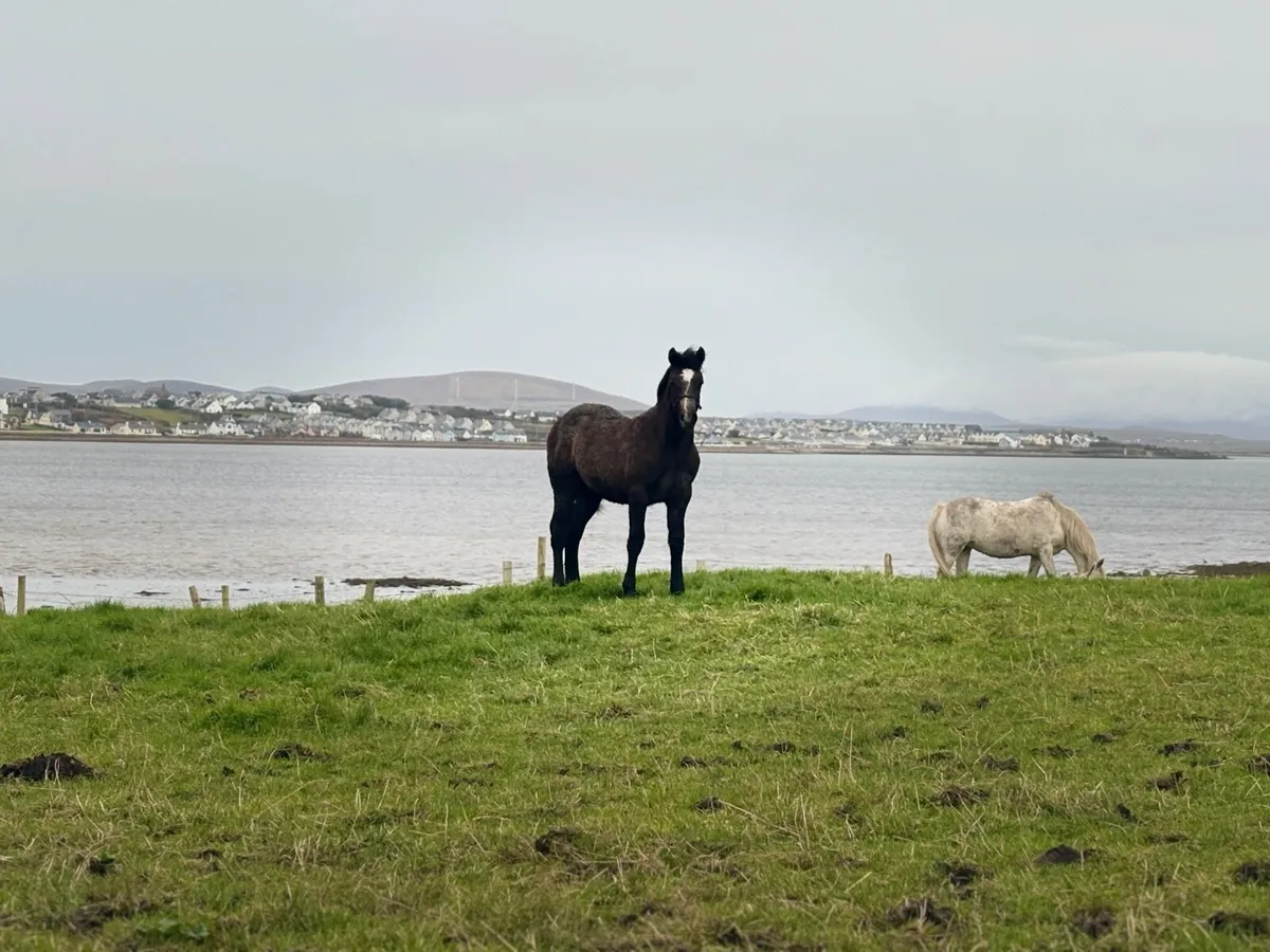 Connemara foal - Image 2