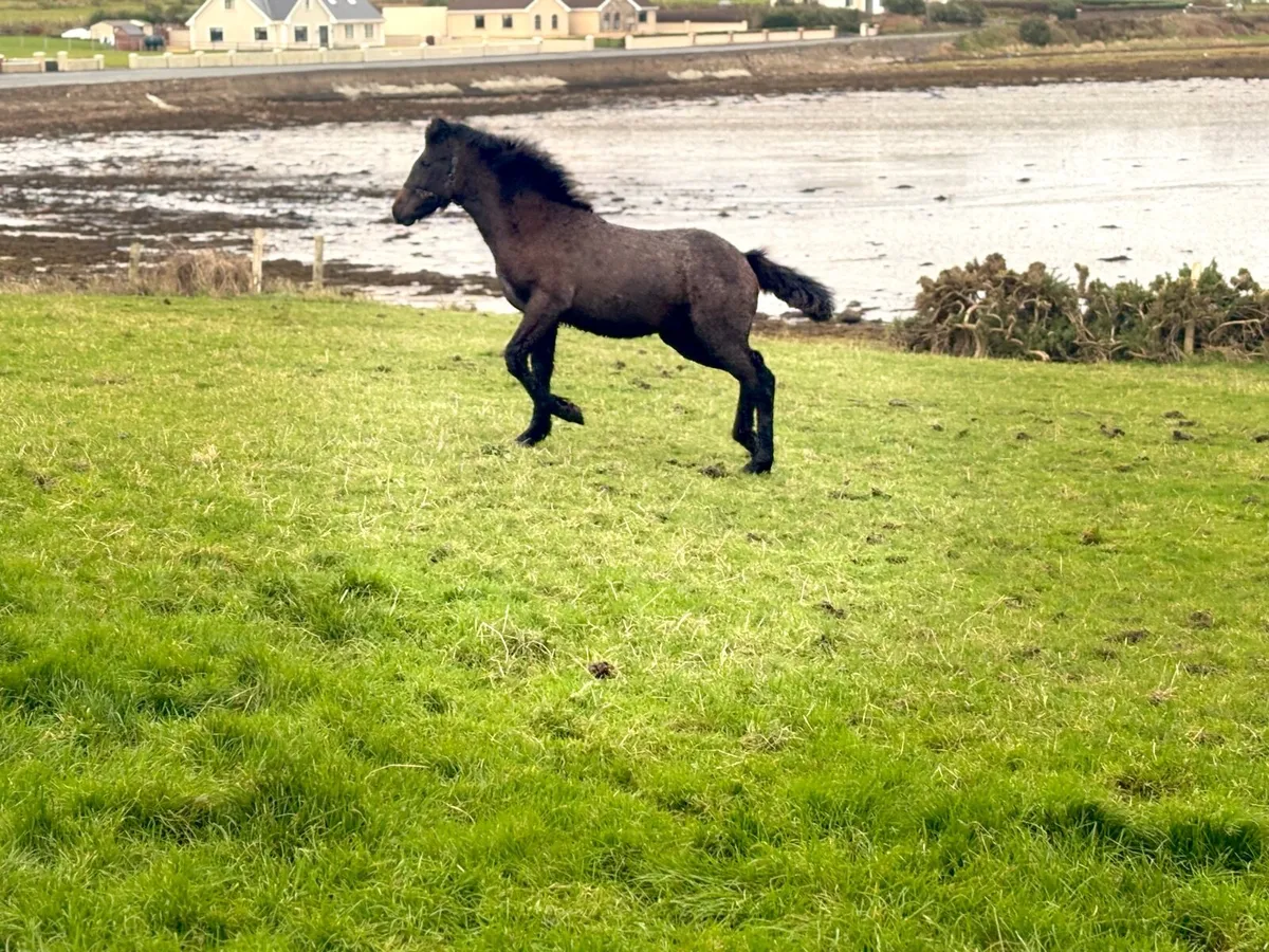 Connemara foal - Image 3