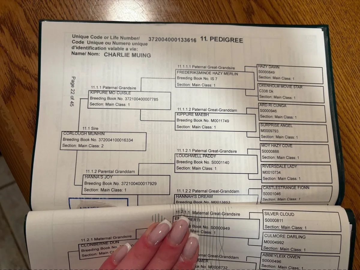 Connemara foal - Image 4