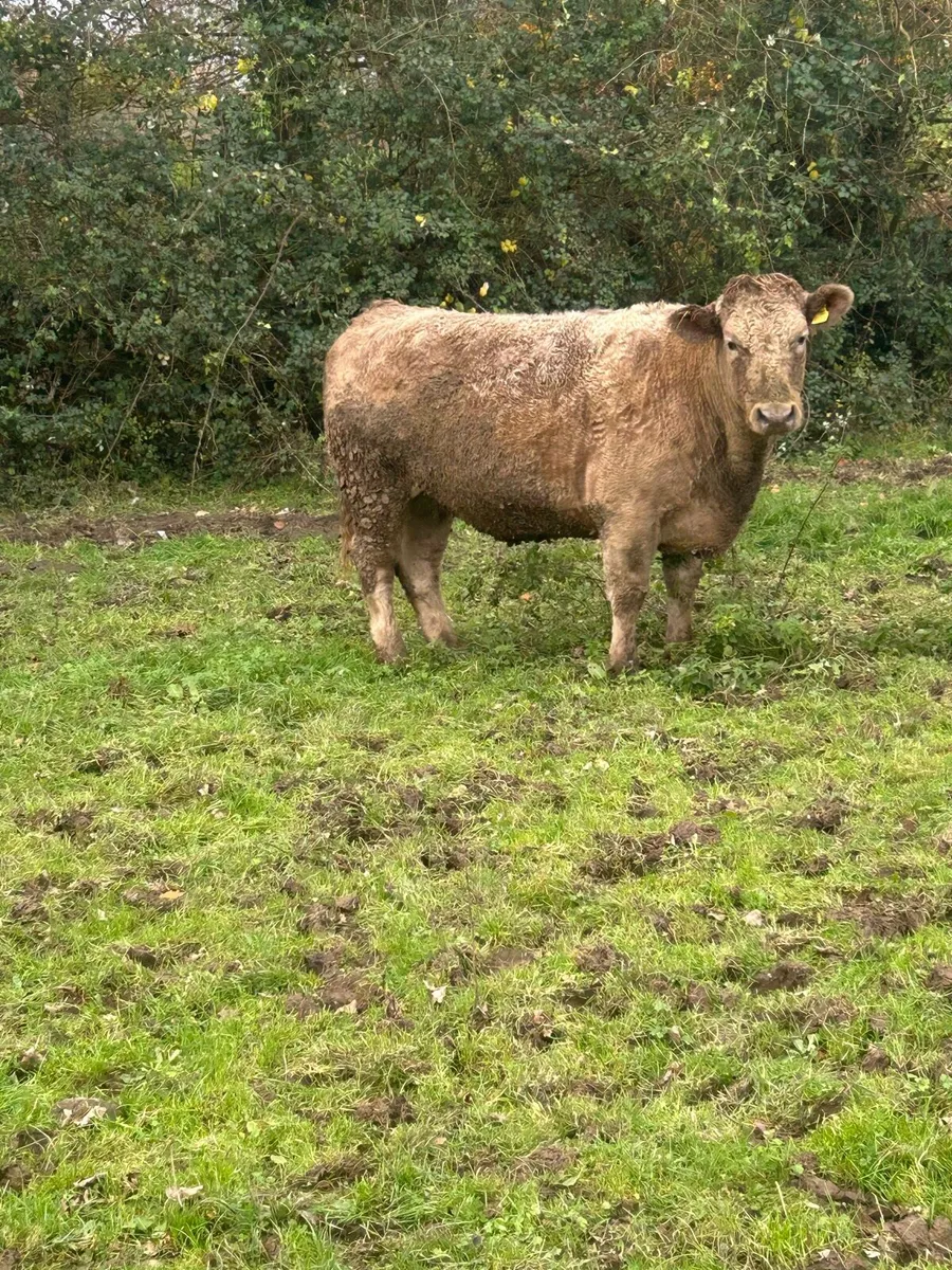 Organic cattle - Image 1