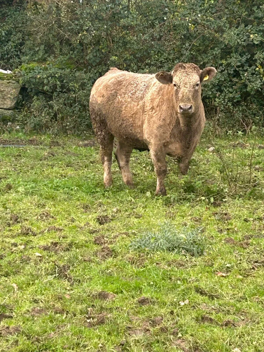 Organic cattle - Image 2