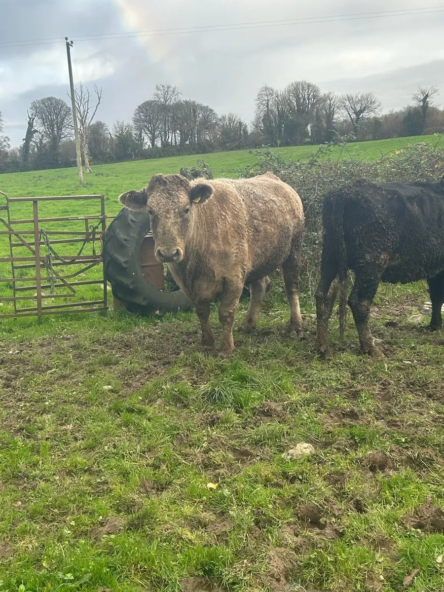 Organic cattle - Image 3