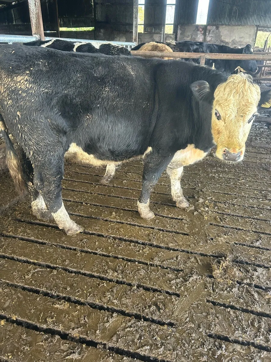 Organic cattle - Image 4