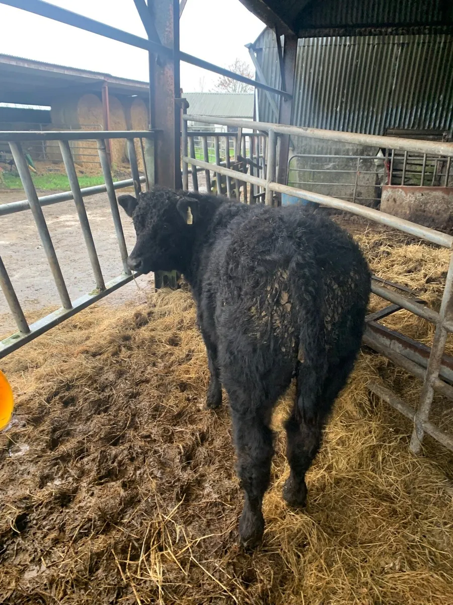 2 Lovely Quality LMX Bullocks for sale - Image 4