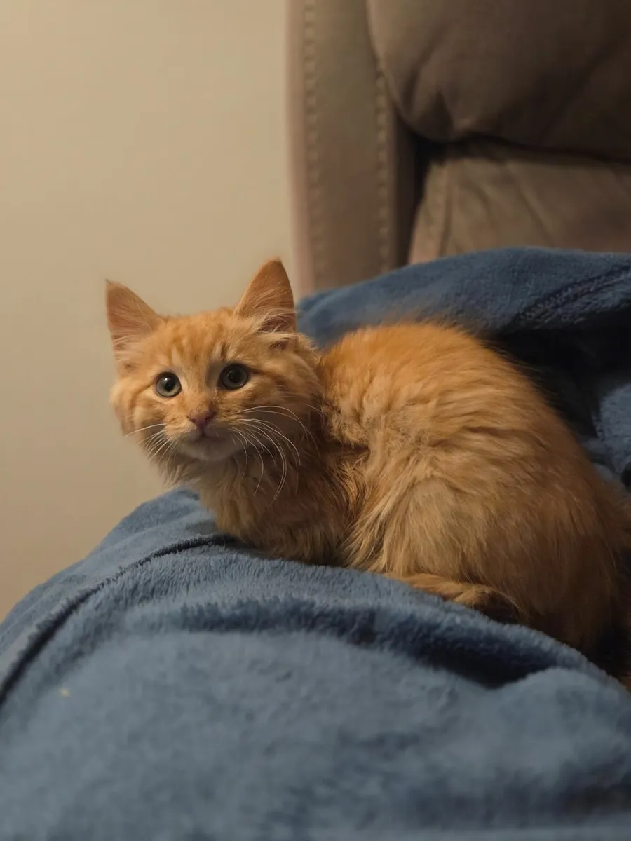 Long haired kitten - Image 2