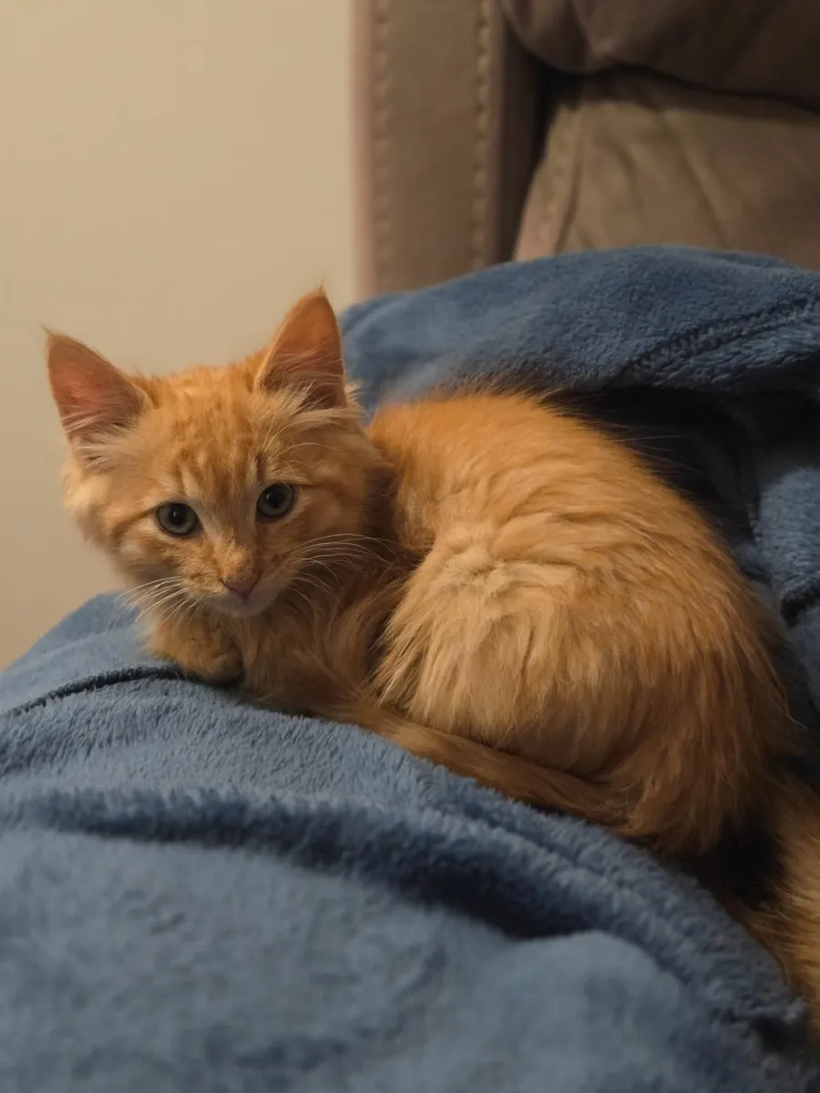 Long haired kitten - Image 1