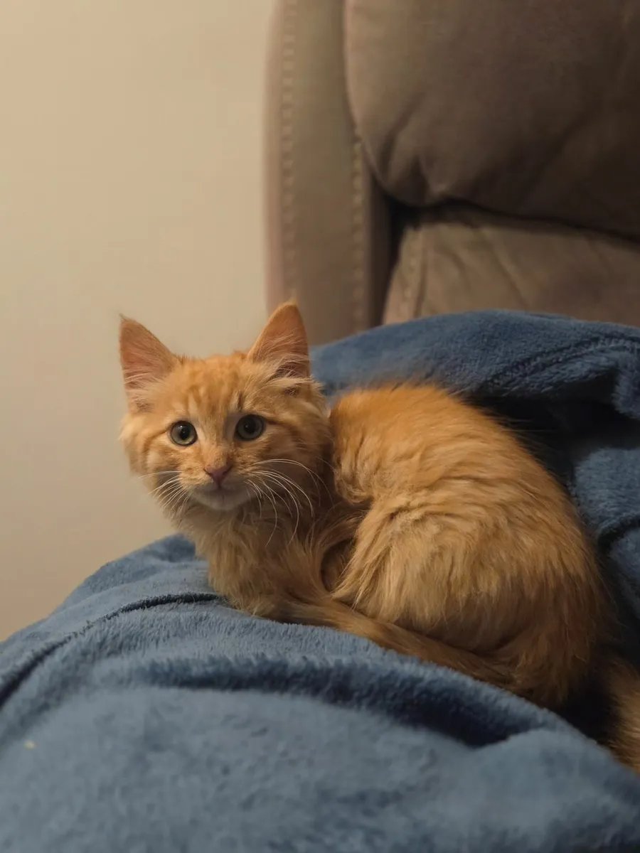 Long haired kitten - Image 3