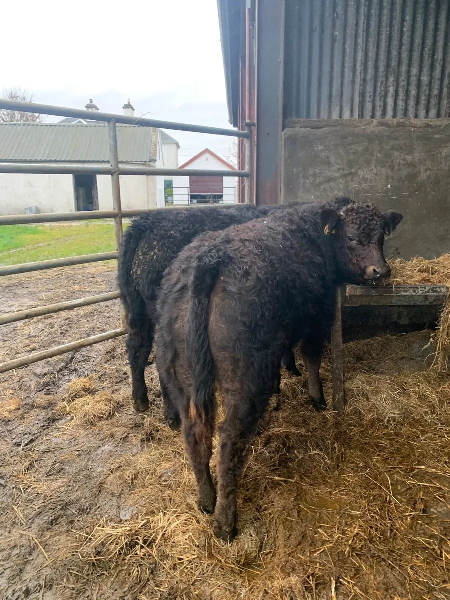 2 Lovely Quality LMX Bullocks for sale - Image 2