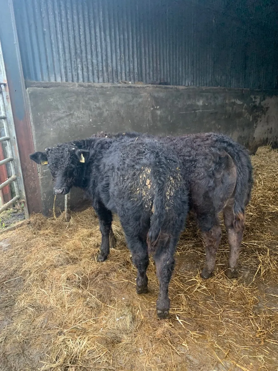 2 Lovely Quality LMX Bullocks for sale - Image 1